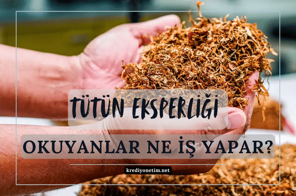 Tütün Ekspertliği